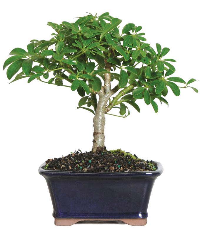 Lush Umbrella Bonsai Planter