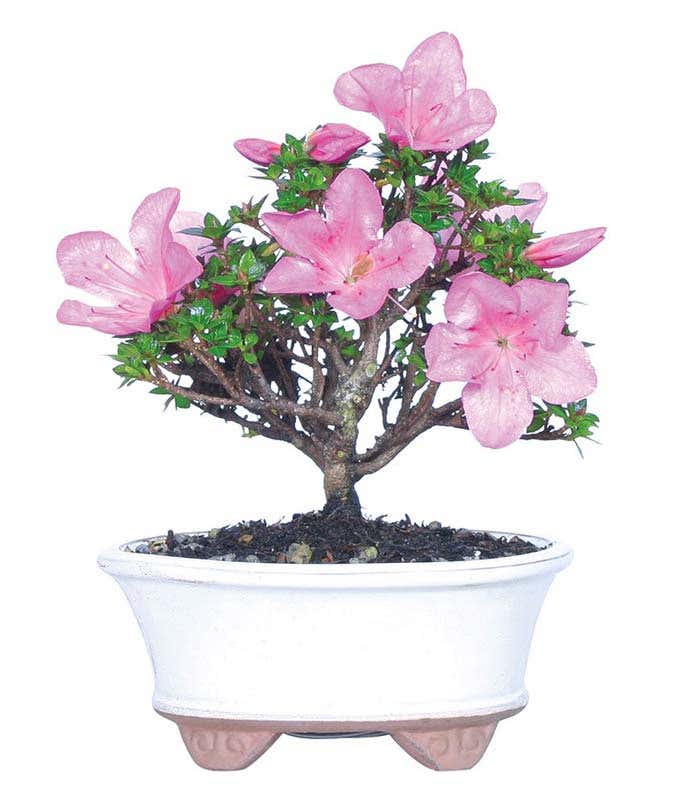 Kazan Azalea Bonsai Plant