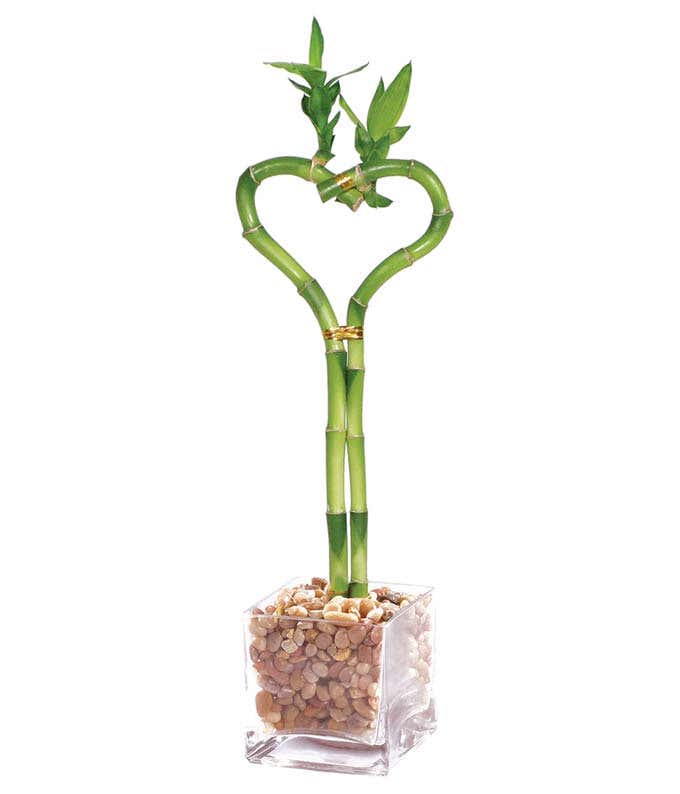 Sweetheart Bamboo Plant