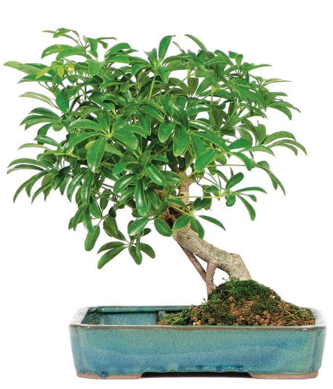 Umbrella Bonsai Mirror Pool Planter