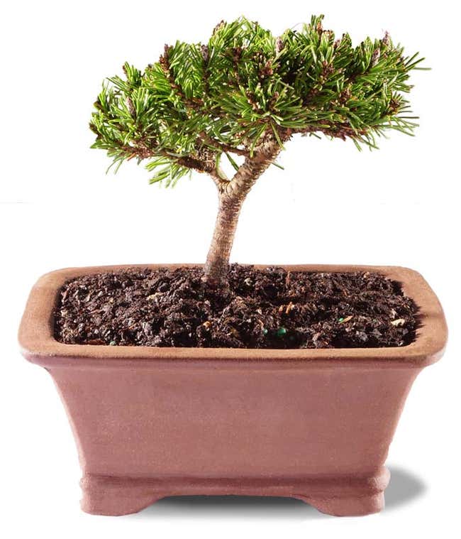 Petite Pine Bonsai