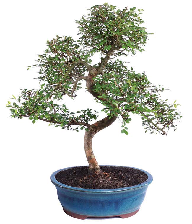 Deluxe Chinese Elm Bonsai Tree