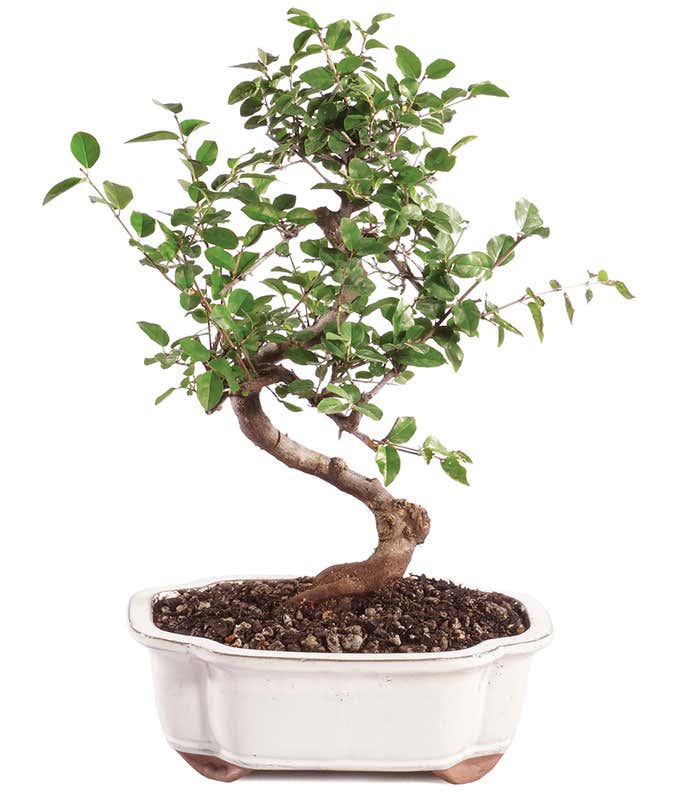 Sweet Plum Bonsai Tree