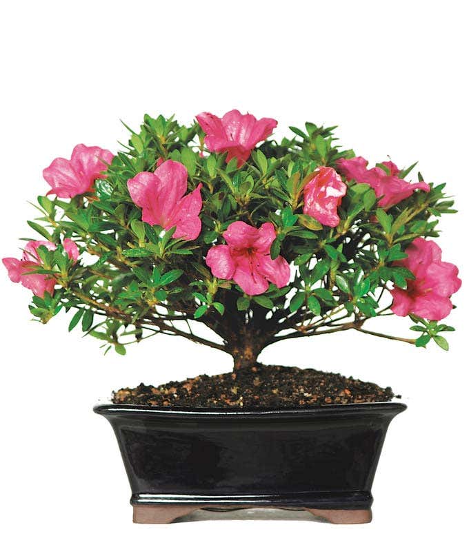 Deluxe Azalea Bonsai