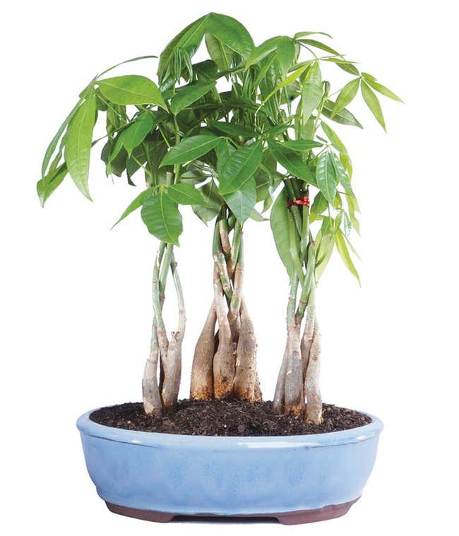 Braided Money Tree Bonsai Planter