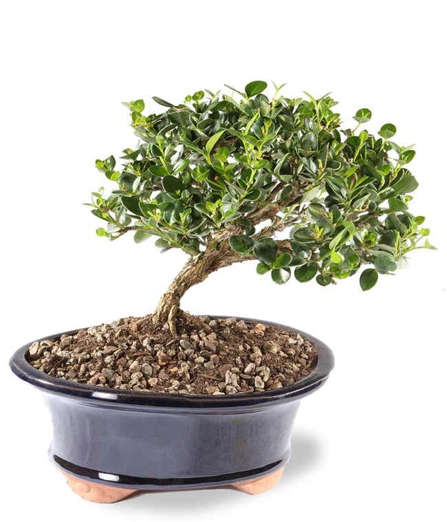 Natal Plum Potted Bonsai 