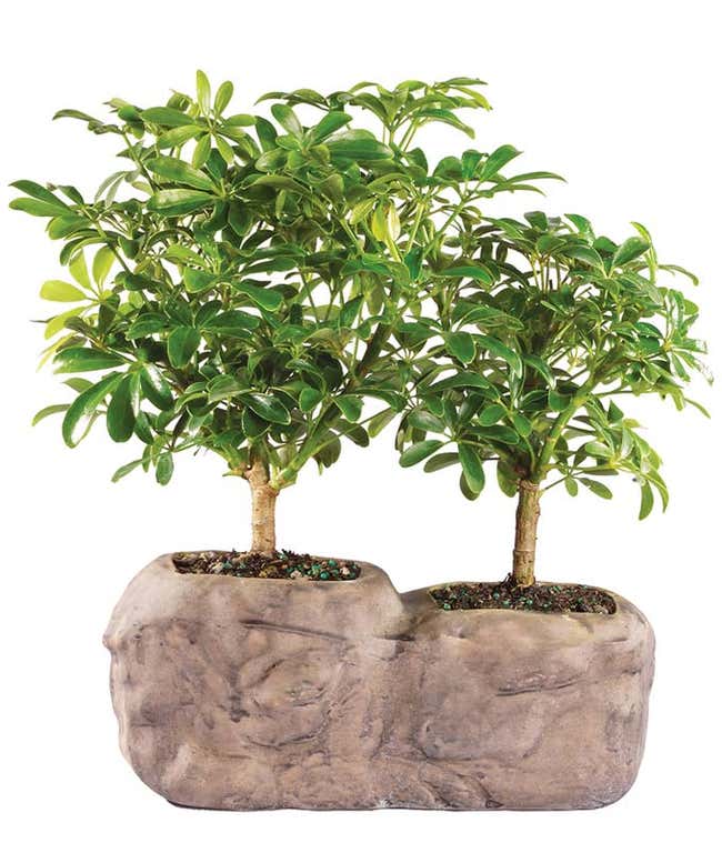 Hawaiian Umbrella Bonsai in Rock Planter