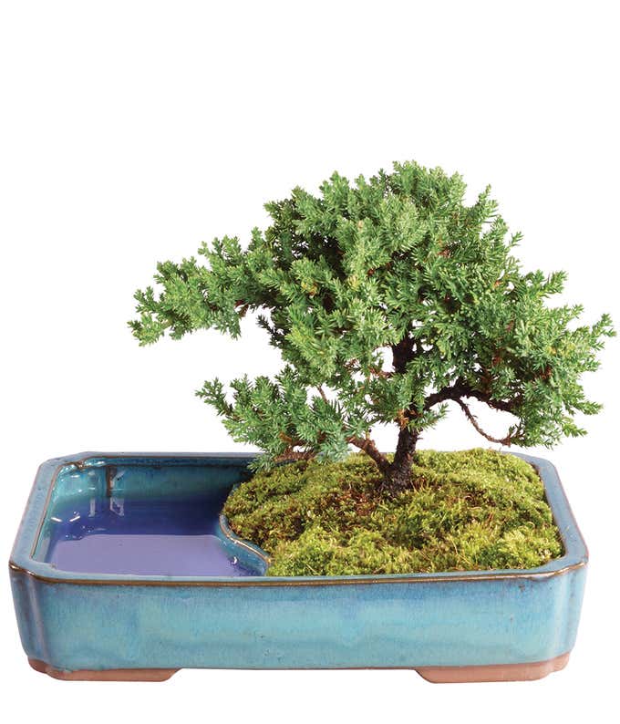 Juniper Bonsai in Reflection Pool