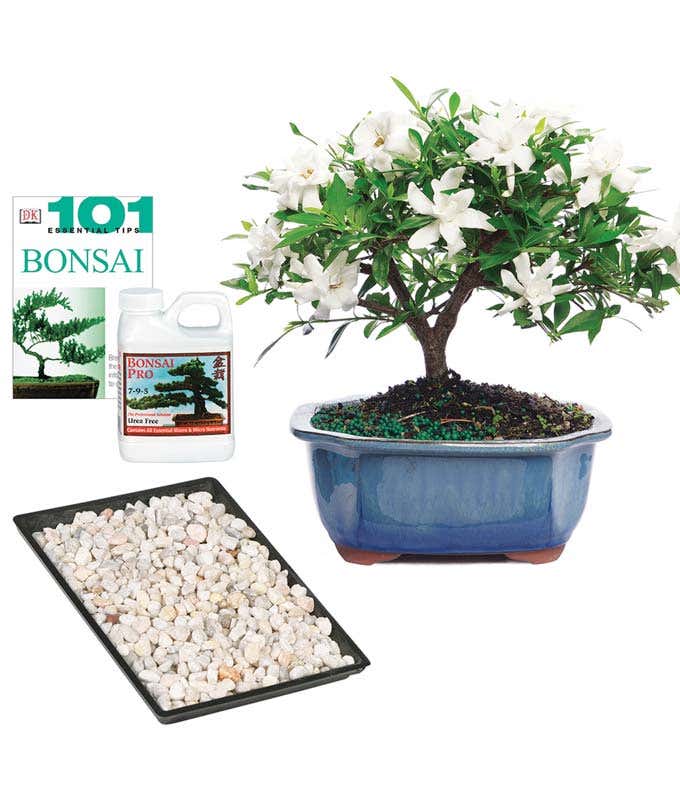 Gardenia Bonsai Complete Gift