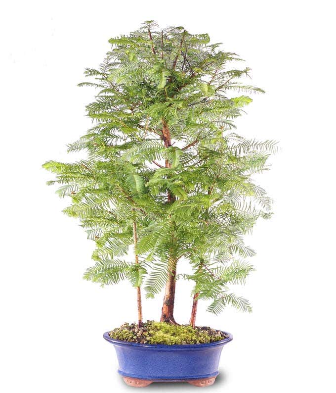 Dawn Redwood Bonsai Grove