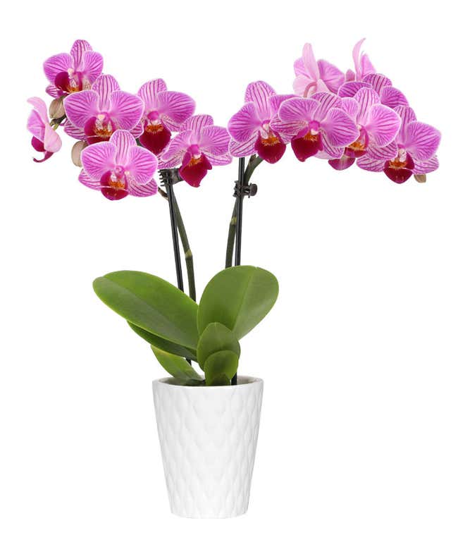 2.5 inch pot with petite purple orchid plant