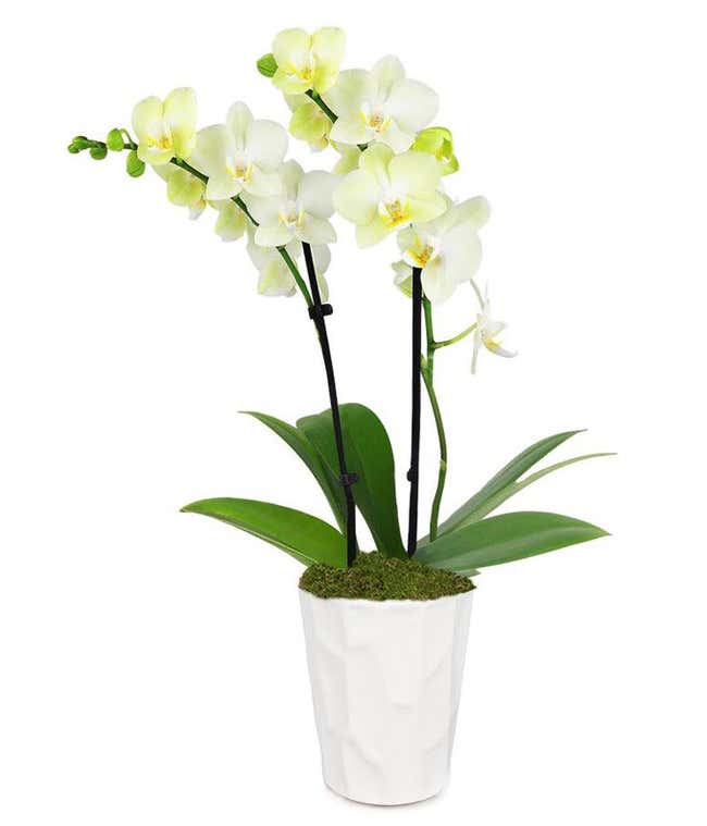 A yellow-colored orchid plant in a 3-inch diameter ceramic pot.