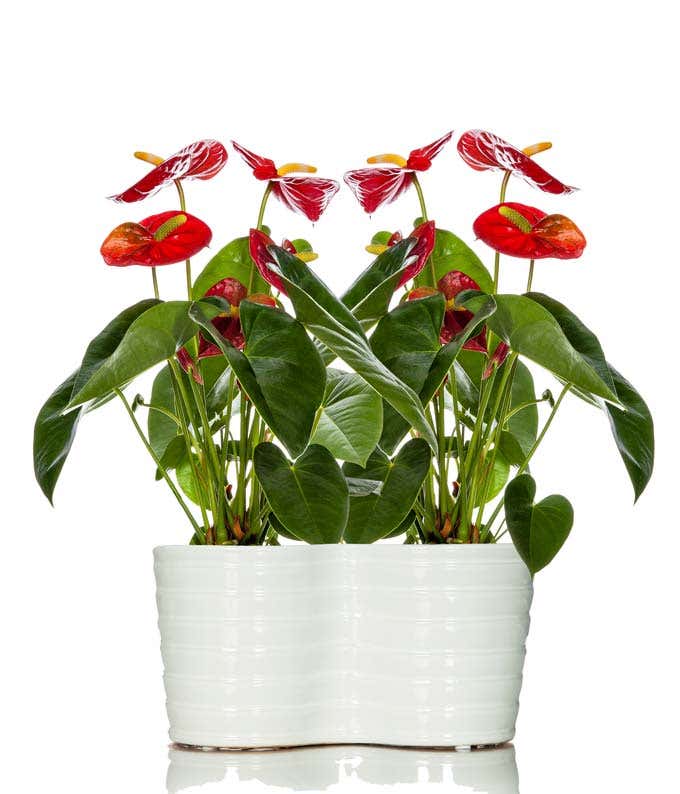 red anthurium