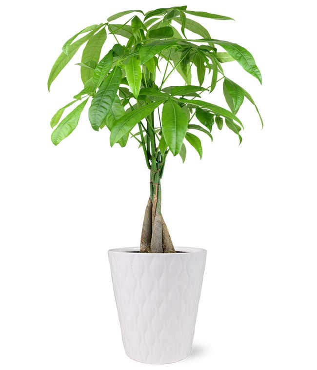 Good Fortune Money Tree