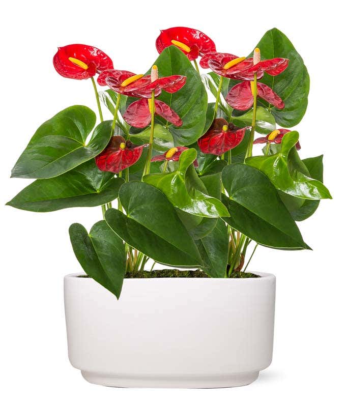 Double Anthurium Planter