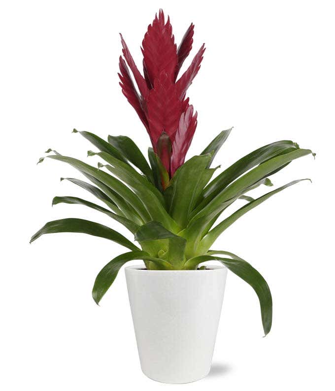 A premium dark red bromeliad plant in a 5-inch diameter white planter.