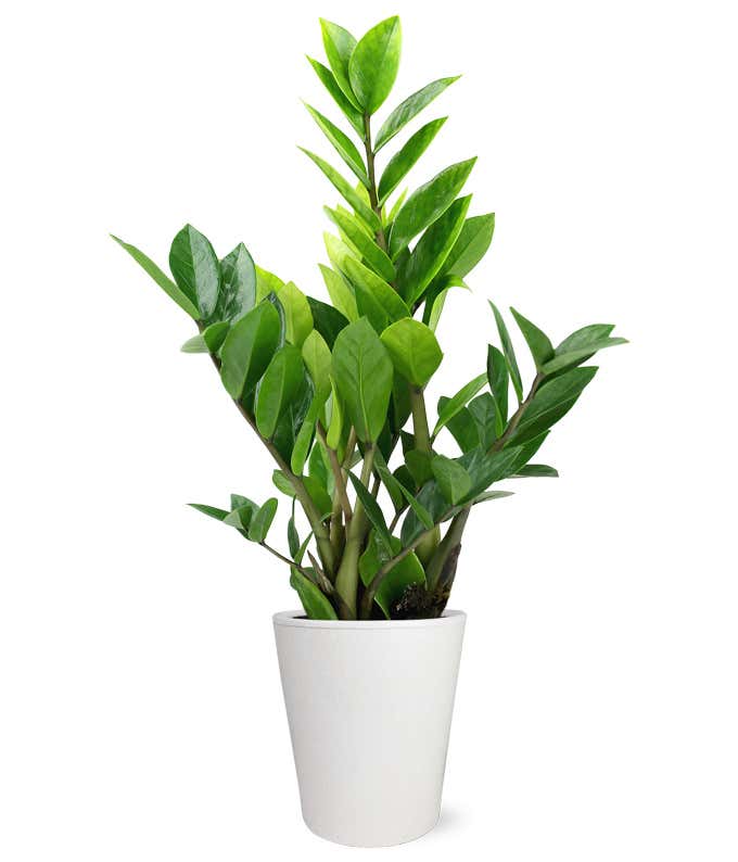 Potted ZZ Houseplant 