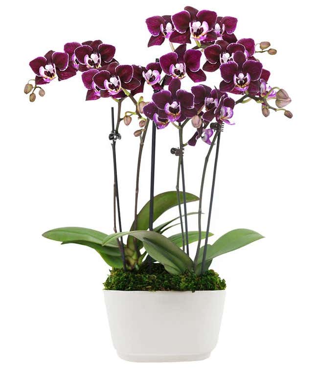 Perfect Plum Mini Orchids