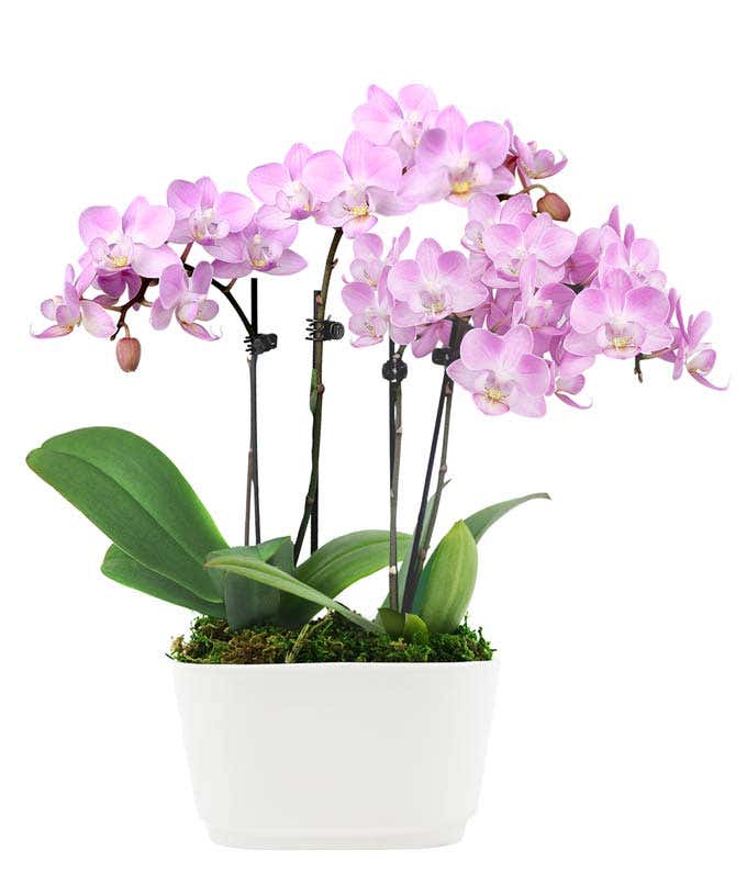 Fantasy Pink Orchids