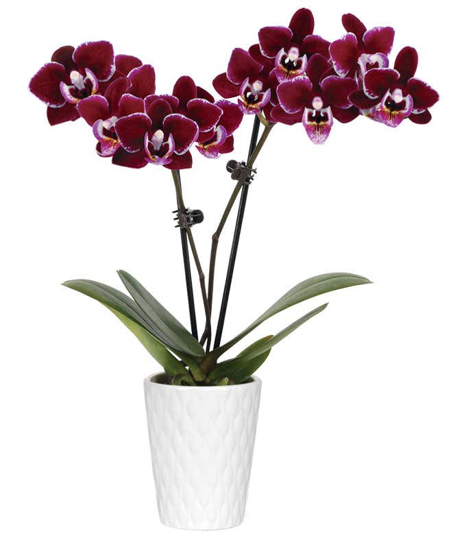 Violet Beauty Mini Orchid Plant