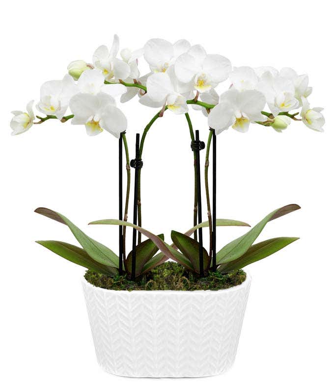 An elegant display featuring two white orchid plants, beautifully presented in a 4-inch white ceramic planter. This simple yet sophisticated arrangement offers a touch of grace and serenity, perfect for any setting. 