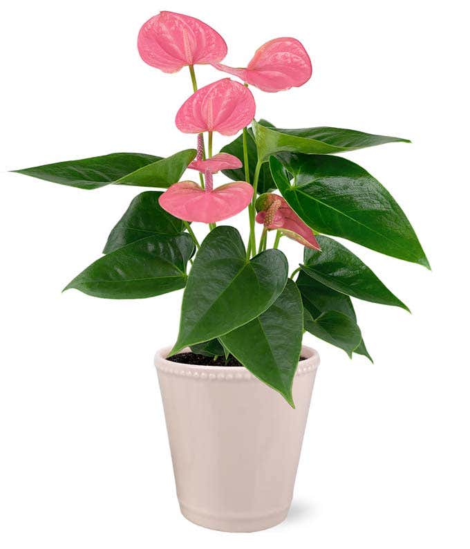 Pink and Posh Anthurium