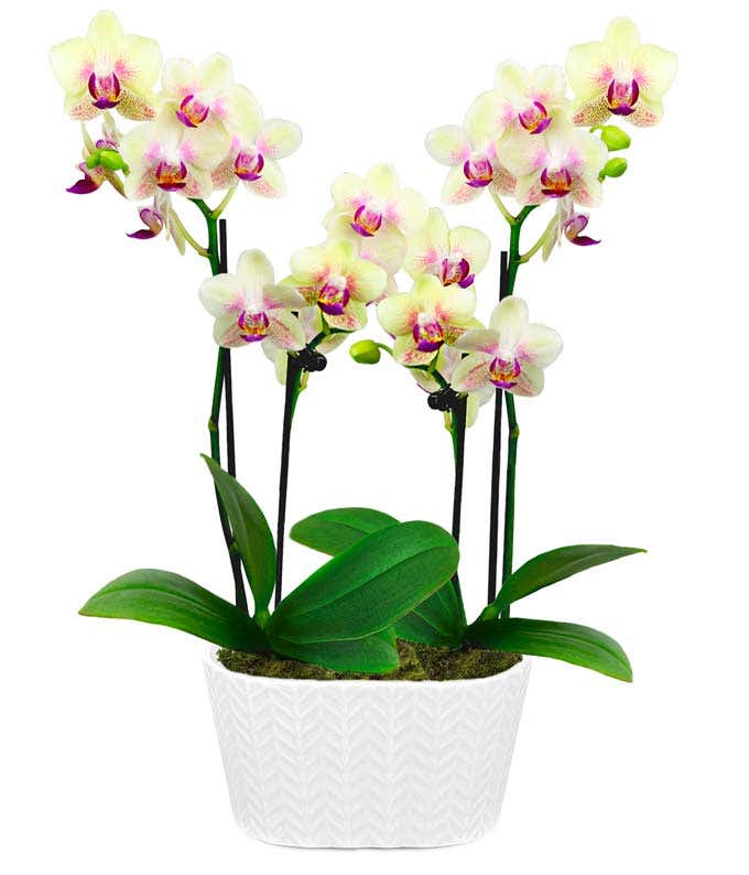  A beautiful display featuring two yellow and pink orchids, elegantly presented in a 4-inch white ceramic planter. This charming arrangement adds a touch of elegance and color to any space.