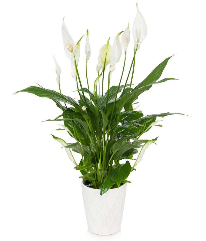 A peace lily plant, approximately 14-18 inches tall, in a 5-inch diameter white ceramic pot.