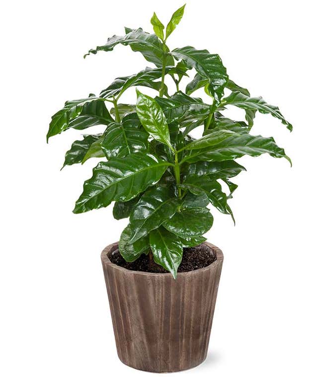 Coffee Arabica Houseplant in Natural Wood