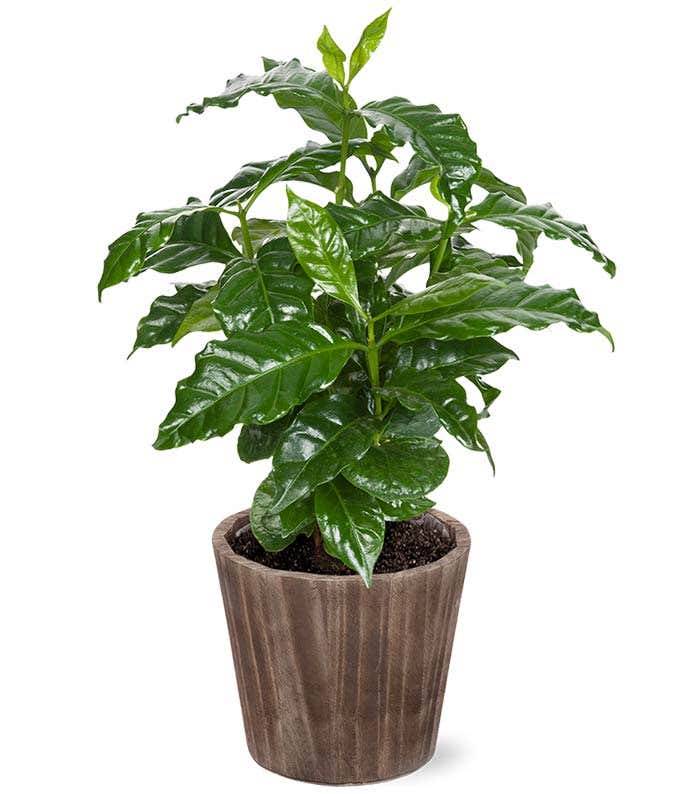 Coffee Arabica Houseplant in Natural Wood