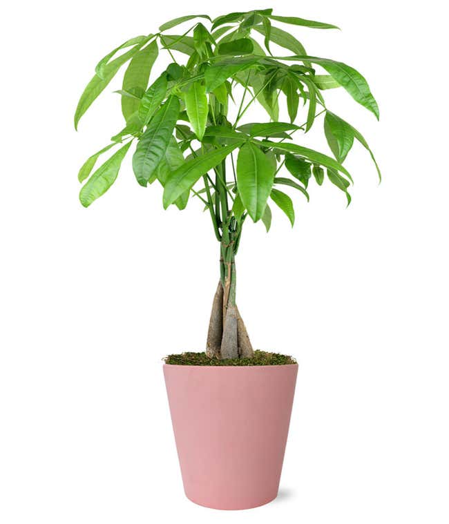 Sweetheart Money Tree 