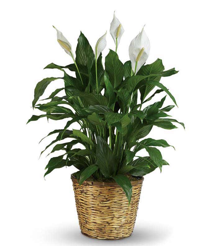 Peace Lily in Natural Basket: Serene indoor plant with lush foliage and white blooms.