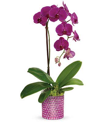 Purple Orchid Flower