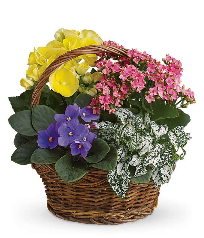 A vibrant arrangement featuring African violet flowers, yellow begonia, hot pink kalanchoe, and white hypoestes, all beautifully presented in a woven handled basket. This colorful and charming mix offers a delightful and eye-catching display.