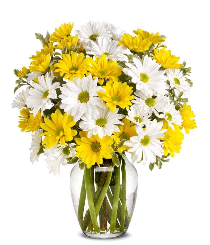 A cheerful arrangement featuring white daisy spray chrysanthemums, yellow daisy spray chrysanthemums, and assorted greens, all elegantly presented in a clear vase. This bright and fresh display is perfect for adding a touch of sunshine to any space.