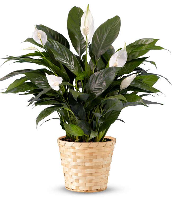 A serene peace lily plant presented in a 6-inch diameter basket. This elegant and low-maintenance plant offers a touch of greenery and tranquility to any space, making it a perfect gift or decorative piece.