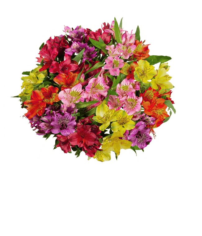 Partial image of A bouquet of 15 stems of alstroemeria in assorted colors, with an optional vase. without vase