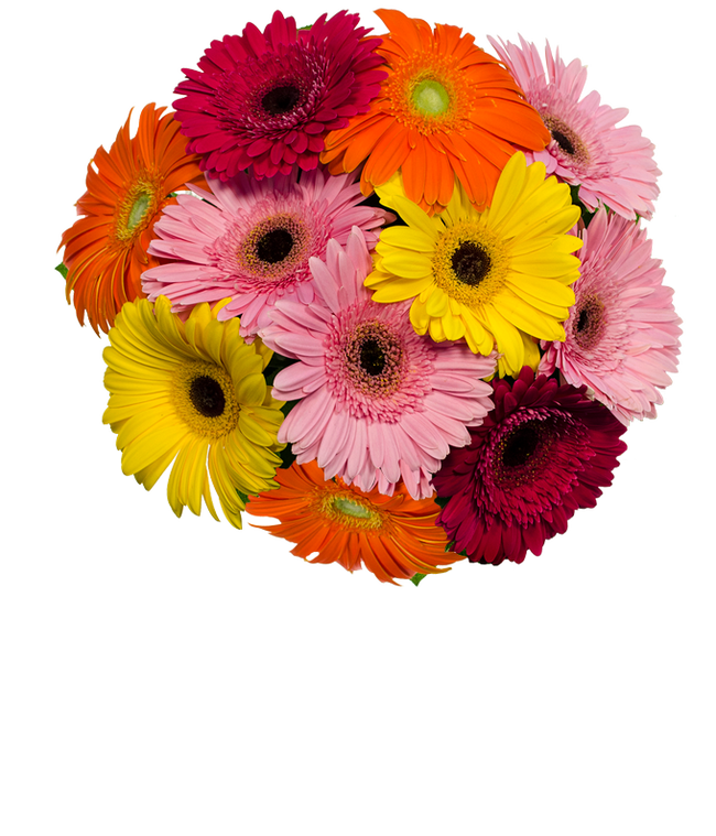 Partial image of Assortment of gerbera daisies for next day delivery without vase