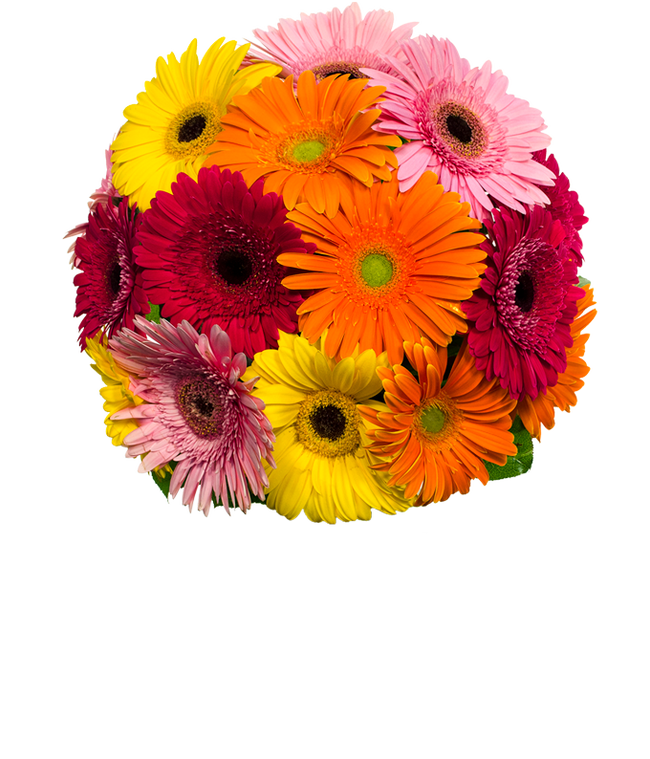 Partial image of Gerbera Daisy Rainbow Bouquet featuring fresh daisies in a spectrum of colors from yellow to pink and red, perfect for any occasion. without vase