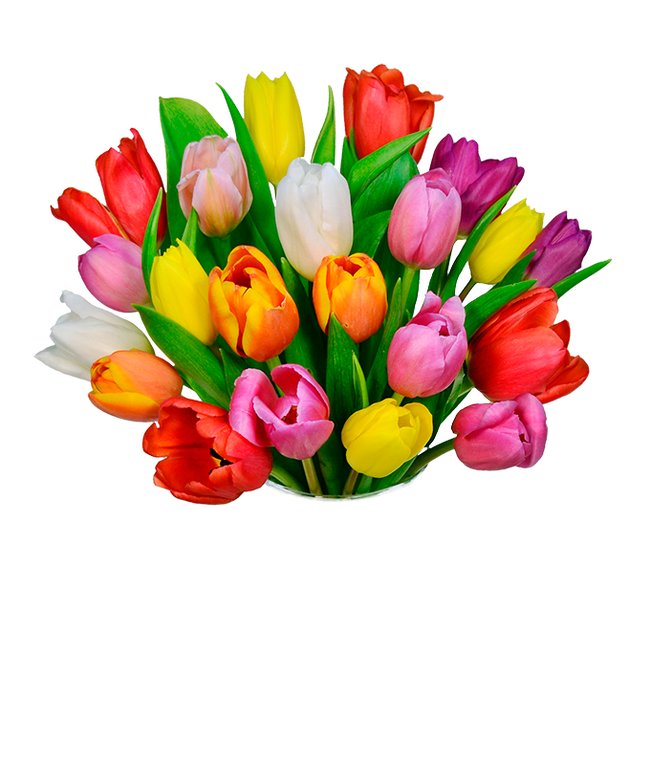 Partial image of 20 stems of tulips in red, orange, yellow and purple without vase