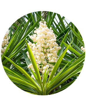 Yucca