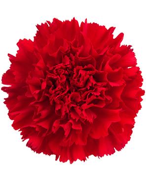 Carnation