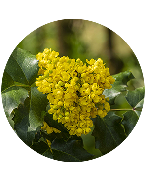 Oregon Grape