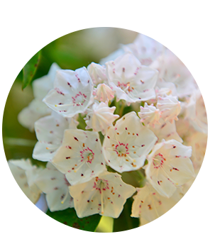 Mountain Laurel