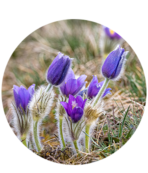 Pasque Flower