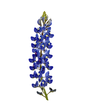 Bluebonnet