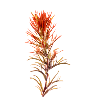 Indian Paintbrush